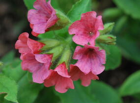 Plicník červený - Pulmonaria rubra