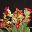 Prvosenka jarní 'Sunset Shades' - Primula veris 'Sunset Shades'