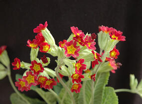 Prvosenka jarní 'Sunset Shades' - Primula veris 'Sunset Shades'