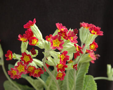 Prvosenka jarní 'Sunset Shades'