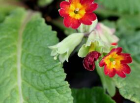 Prvosenka jarní 'Sunset Shades' - Primula veris 'Sunset Shades'