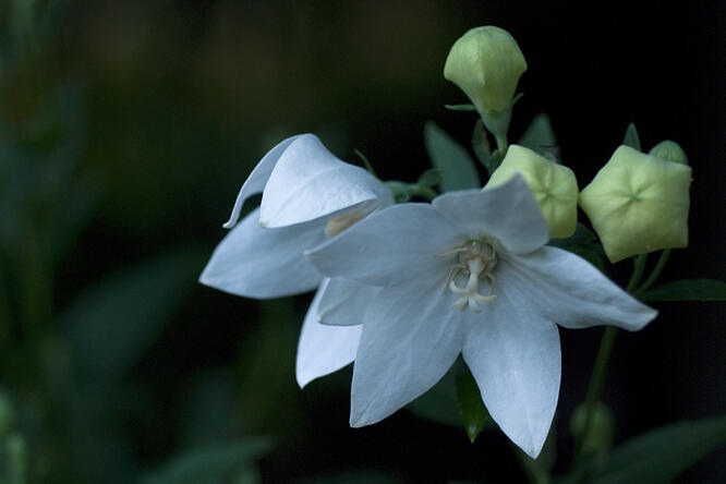 Zvonkovec velkokvětý, boubelka  'Fuji White' - Platycodon grandiflorus 'Fuji White'