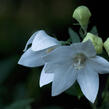 Zvonkovec velkokvětý, boubelka 'Fuji White' - Platycodon grandiflorus 'Fuji White'