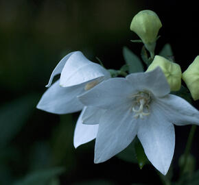 Zvonkovec velkokvětý, boubelka  'Fuji White' - Platycodon grandiflorus 'Fuji White'