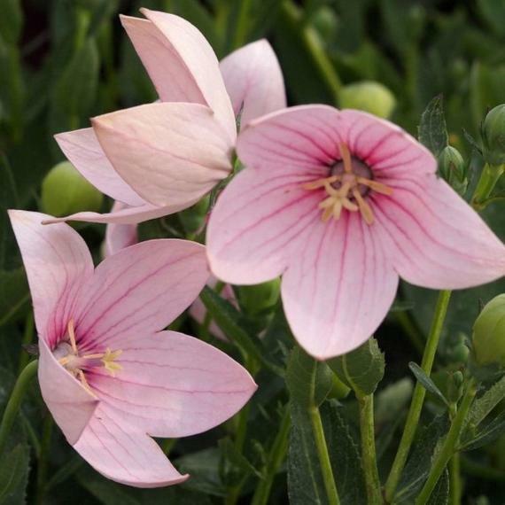 Zvonkovec velkokvětý, boubelka 'Fuji Pink' - Platycodon grandiflorus 'Fuji Pink'