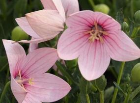 Zvonkovec velkokvětý, boubelka 'Fuji Pink' - Platycodon grandiflorus 'Fuji Pink'