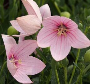 Zvonkovec velkokvětý, boubelka  'Fuji Pink' - Platycodon grandiflorus 'Fuji Pink'