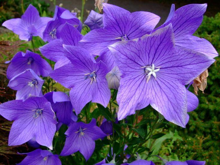 Zvonkovec velkokvětý, boubelka  'Fuji Blue' - Platycodon grandiflorus 'Fuji Blue'