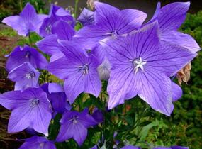 Zvonkovec velkokvětý, boubelka 'Fuji Blue' - Platycodon grandiflorus 'Fuji Blue'