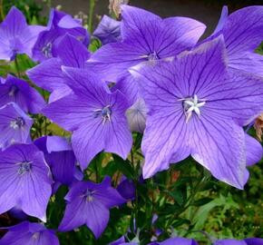 Zvonkovec velkokvětý, boubelka  'Fuji Blue' - Platycodon grandiflorus 'Fuji Blue'