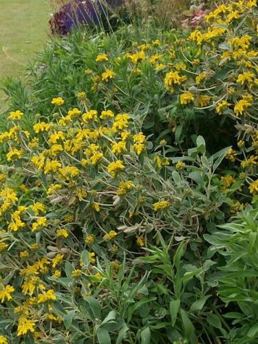 Sápa křovitá - Phlomis fruticosa