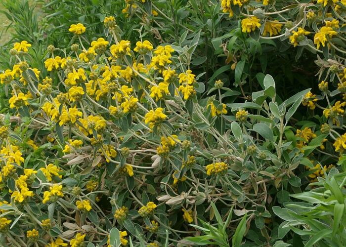 Sápa křovitá - Phlomis fruticosa