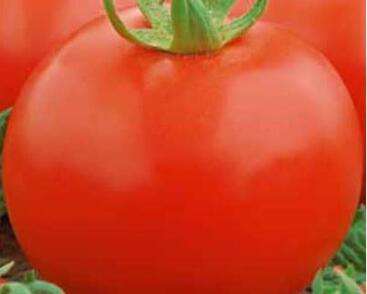 Rajče tyčkové 'Tornádo F1'