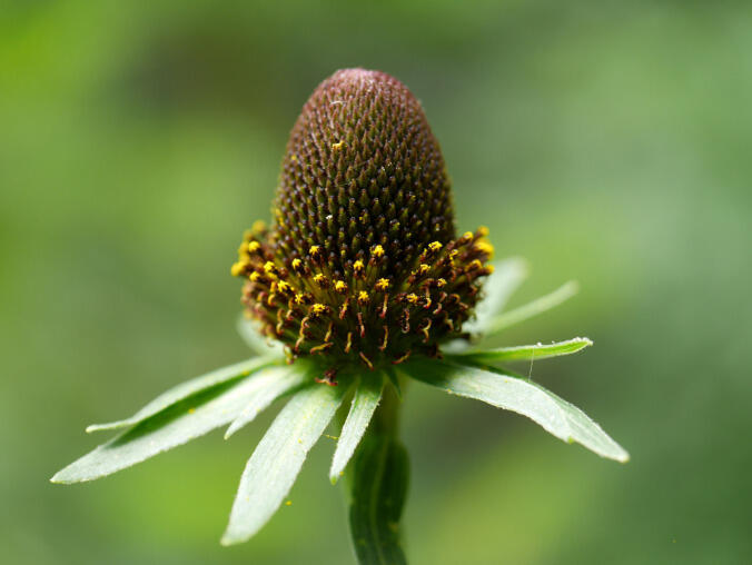 Třapatka západní - Rudbeckia occidentalis