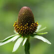 Třapatka západní - Rudbeckia occidentalis