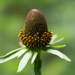 Třapatka západní - Rudbeckia occidentalis