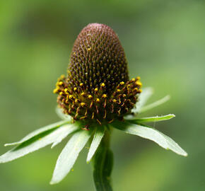 Třapatka západní - Rudbeckia occidentalis