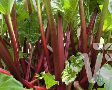 Reveň rebarbora 'Livingstone'