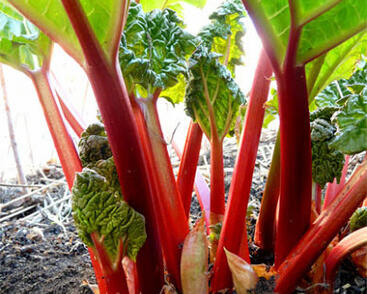 Reveň rebarbora 'Champagne'