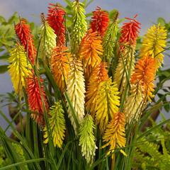 Kleopatřina jehla - Kniphofia mix