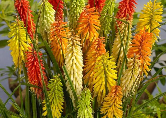 Kleopatřina jehla - Kniphofia mix