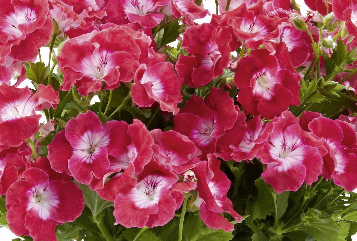 Muškát, pelargonie velkokvětá 'Melva Cherry Rose' - Pelargonium grandiflorum 'Melva Cherry Rose'