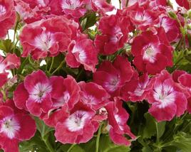 Muškát, pelargonie velkokvětá 'Melva Cherry Rose'