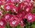Muškát, pelargonie velkokvětá 'Melva Cherry Rose'
