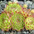 Netřesk - Sempervivum montanum