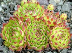Netřesk - Sempervivum montanum