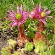 Netřesk - Sempervivum montanum