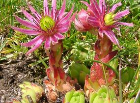 Netřesk - Sempervivum montanum