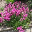 Kohoutek obecný 'Splendens Feuer' - Lychnis viscaria 'Splendens Feuer'