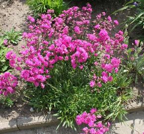 Kohoutek obecný 'Splendens Feuer' - Lychnis viscaria 'Splendens Feuer'