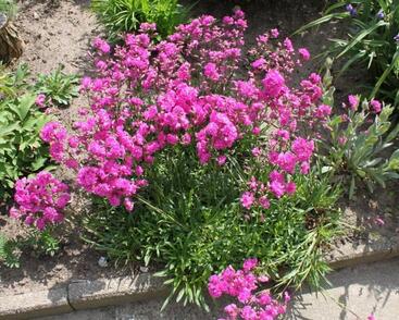 Kohoutek obecný 'Splendens Feuer'