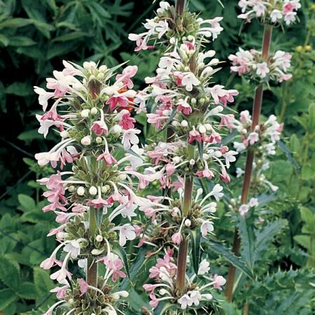 Morina dlouholistá - Morina longifolia