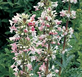 Morina dlouholistá - Morina longifolia