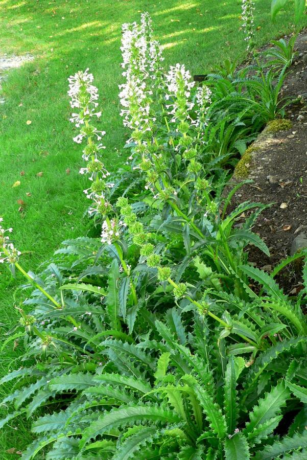 Morina dlouholistá - Morina longifolia