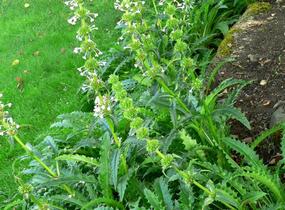 Morina dlouholistá - Morina longifolia