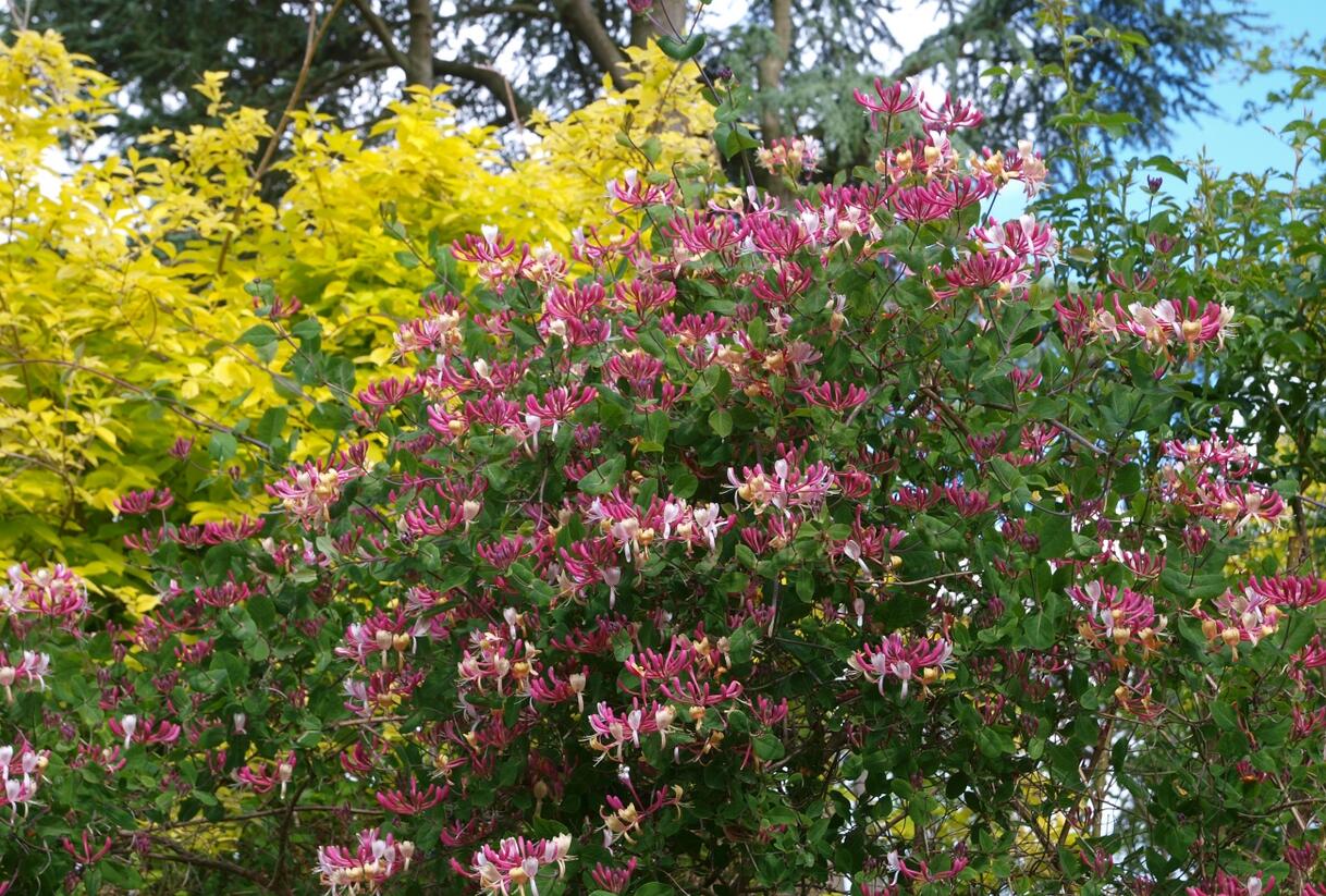 Zimolez ovíjivý 'Serotina' - Lonicera periclymenum 'Serotina'