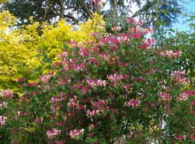 Zimolez ovíjivý 'Serotina' - Lonicera periclymenum 'Serotina'