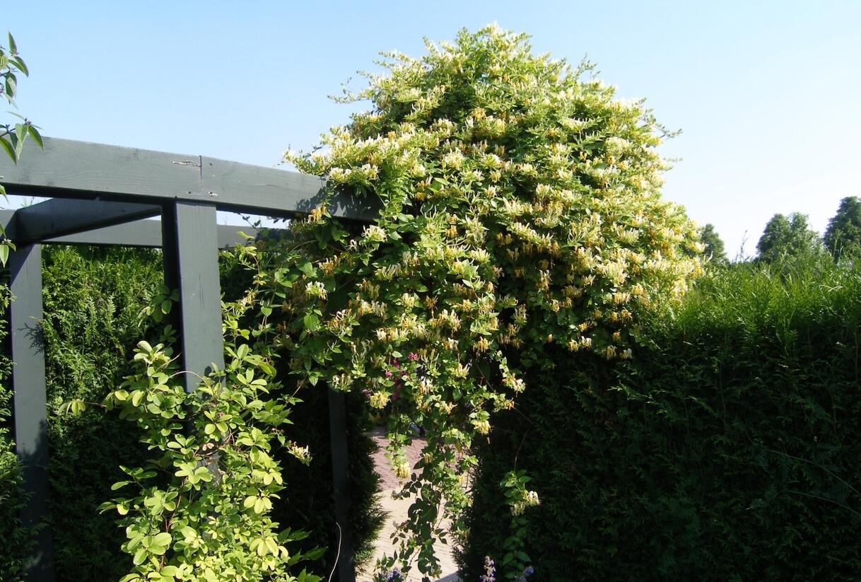 Zimolez japonský 'Halliana' - Lonicera japonica 'Halliana'