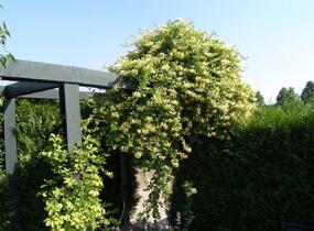 Zimolez japonský 'Halliana' - Lonicera japonica 'Halliana'
