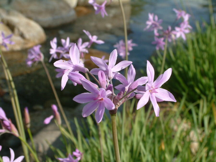 Tulbagie, česnek pokojový 'Silver Lace' - Tulbaghia violacea 'Silver Lace'