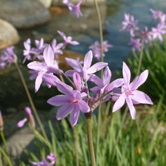 Tulbagie, česnek pokojový 'Silver Lace' - Tulbaghia violacea 'Silver Lace'