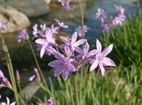 Tulbagie, česnek pokojový 'Silver Lace' - Tulbaghia violacea 'Silver Lace'