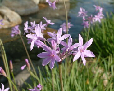 Tulbagie, česnek pokojový 'Silver Lace'