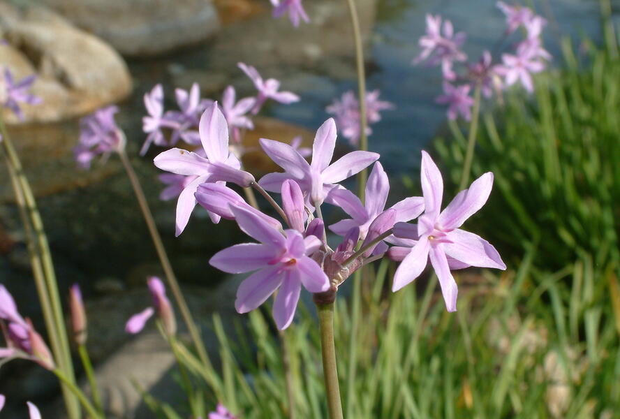 Tulbagie, česnek pokojový 'Silver Lace' - Tulbaghia violacea 'Silver Lace'