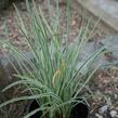 Tulbagie, česnek pokojový 'Silver Lace' - Tulbaghia violacea 'Silver Lace'
