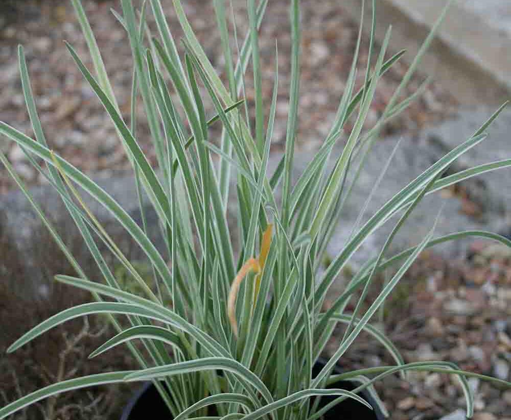 Tulbagie, česnek pokojový 'Silver Lace' - Tulbaghia violacea 'Silver Lace'